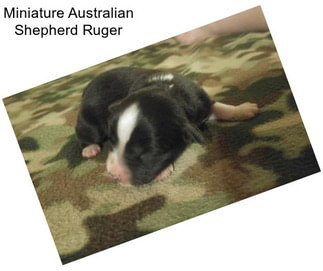 Miniature Australian Shepherd Ruger