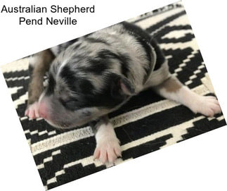 Australian Shepherd Pend Neville