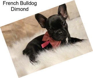 French Bulldog Dimond