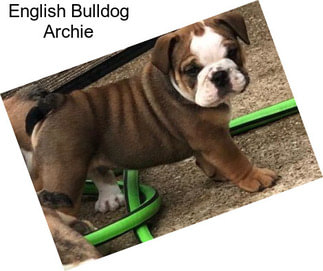 English Bulldog Archie