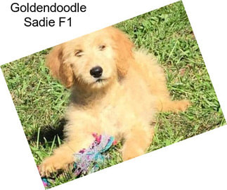 Goldendoodle Sadie F1