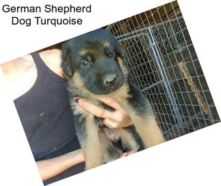 German Shepherd Dog Turquoise