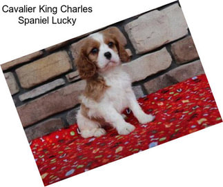 Cavalier King Charles Spaniel Lucky