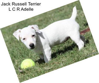 Jack Russell Terrier L C R Adelle