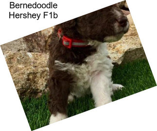 Bernedoodle Hershey F1b