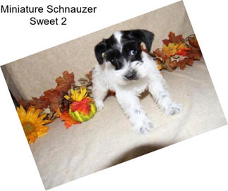 Miniature Schnauzer Sweet 2