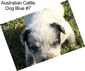 Australian Cattle Dog Blue #7