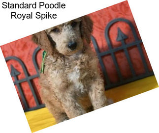 Standard Poodle Royal Spike