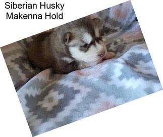 Siberian Husky Makenna Hold