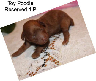 Toy Poodle Reserved 4 P