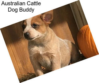 Australian Cattle Dog Buddy