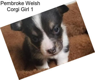 Pembroke Welsh Corgi Girl 1