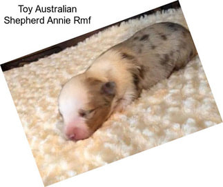 Toy Australian Shepherd Annie Rmf