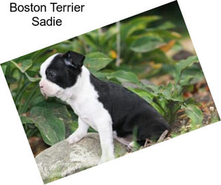 Boston Terrier Sadie