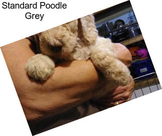 Standard Poodle Grey