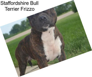 Staffordshire Bull Terrier Frizzo