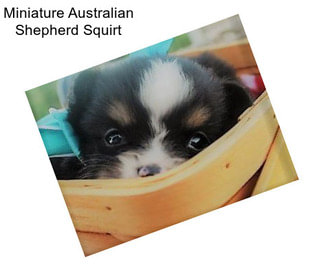 Miniature Australian Shepherd Squirt