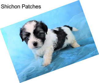 Shichon Patches