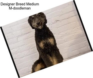 Designer Breed Medium M-doodleman