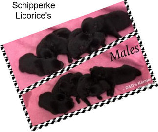 Schipperke Licorice\'s