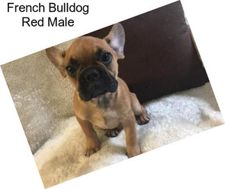 French Bulldog Red Male