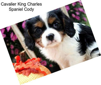 Cavalier King Charles Spaniel Cody