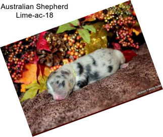 Australian Shepherd Lime-ac-18