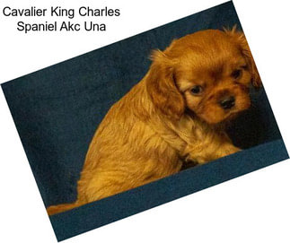 Cavalier King Charles Spaniel Akc Una