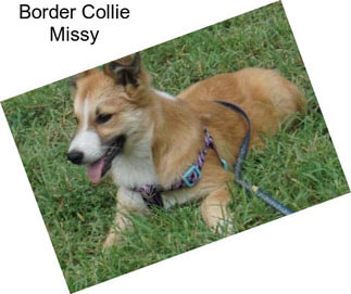 Border Collie Missy