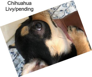 Chihuahua Livy/pending