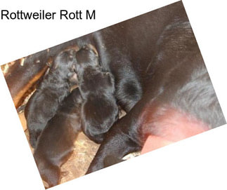 Rottweiler Rott M