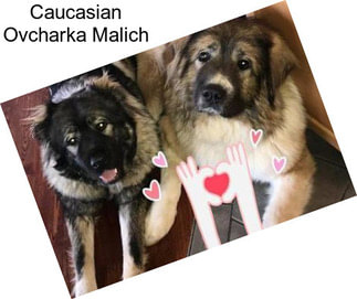 Caucasian Ovcharka Malich