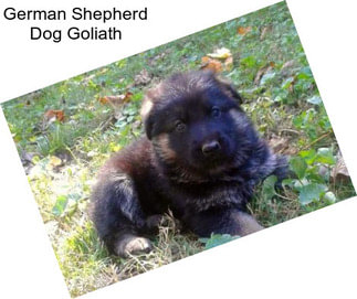 German Shepherd Dog Goliath