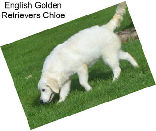 English Golden Retrievers Chloe
