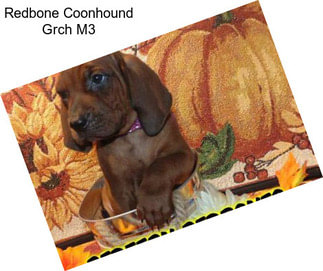 Redbone Coonhound Grch M3