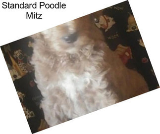 Standard Poodle Mitz