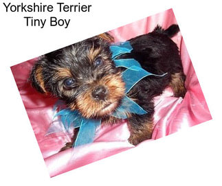 Yorkshire Terrier Tiny Boy