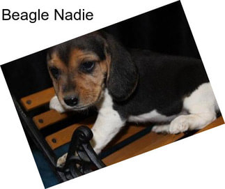 Beagle Nadie