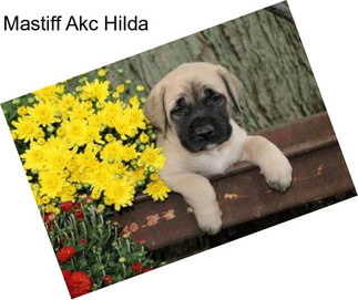 Mastiff Akc Hilda