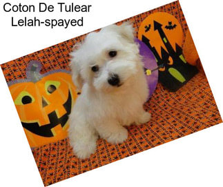 Coton De Tulear Lelah-spayed