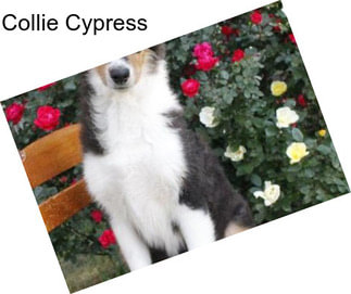 Collie Cypress