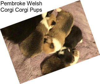 Pembroke Welsh Corgi Corgi Pups