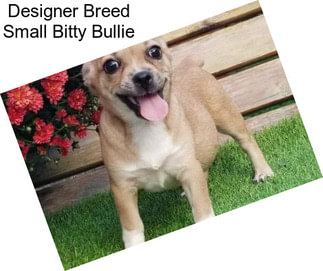 Designer Breed Small Bitty Bullie