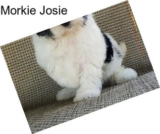 Morkie Josie