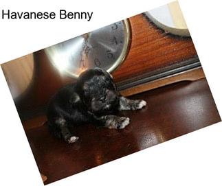 Havanese Benny