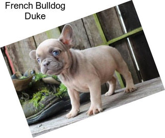 French Bulldog Duke