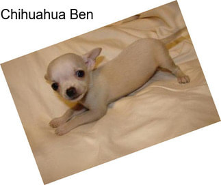 Chihuahua Ben
