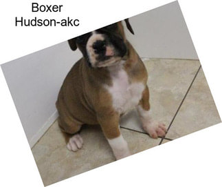 Boxer Hudson-akc
