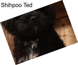 Shihpoo Ted