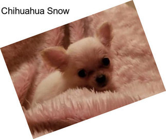 Chihuahua Snow